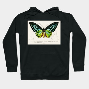 Green birdwing (1806-1876) Hoodie